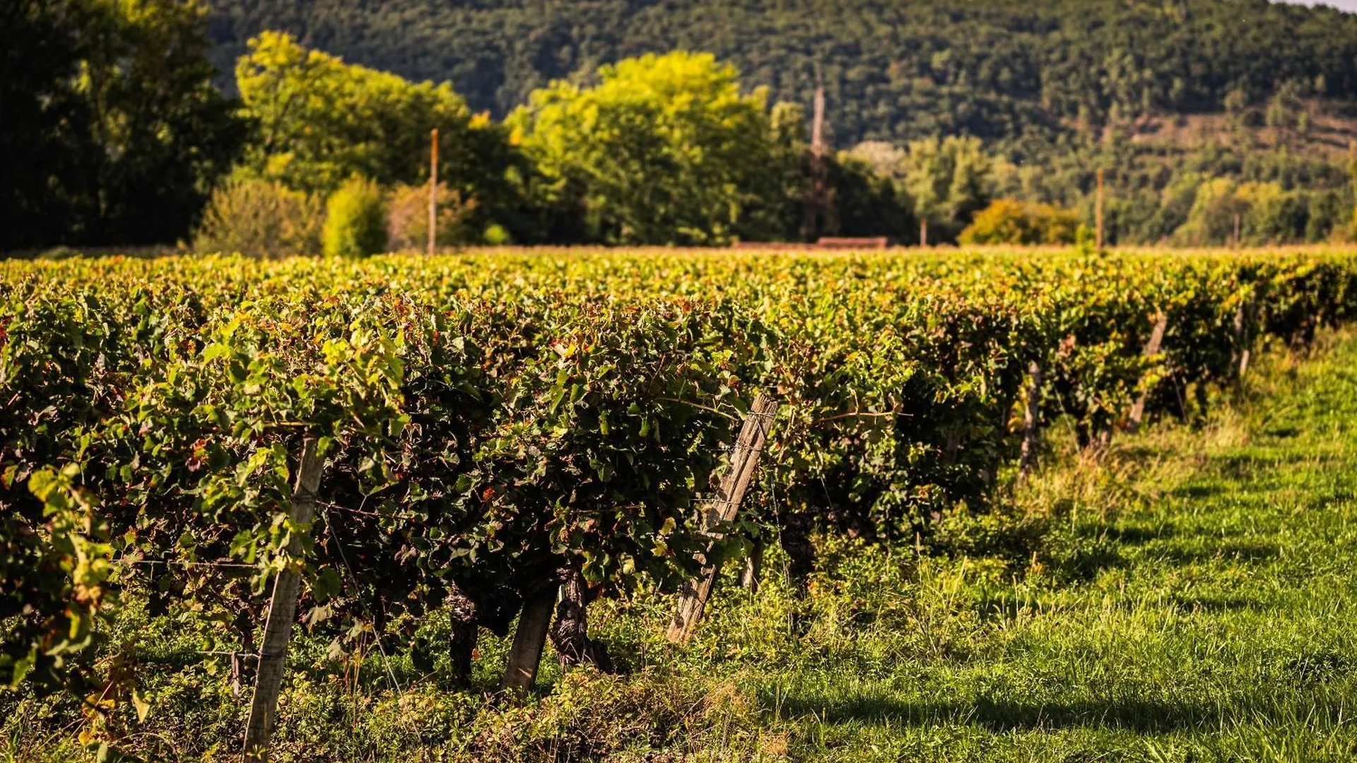 Lodge Chateau La Gineste - Castle And Vineyard Duravel